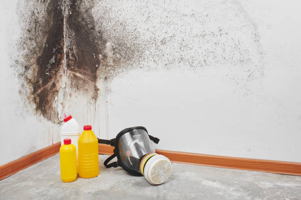 Crawl Space Mold Removal in Sutherlin, OR