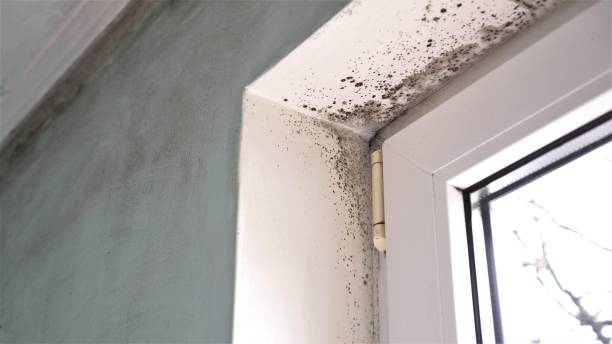 Best Toxic Mold Removal  in Sutherlin, OR
