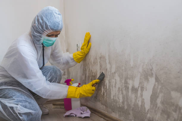 Best Mold Remediation  in Sutherlin, OR