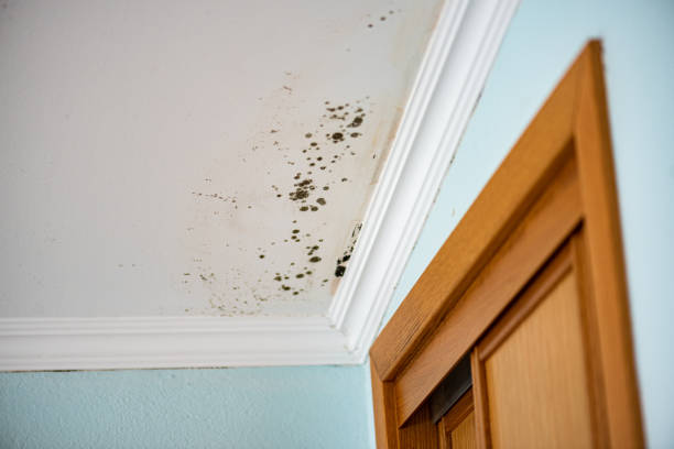 Mold Removal and Inspection in Sutherlin, OR