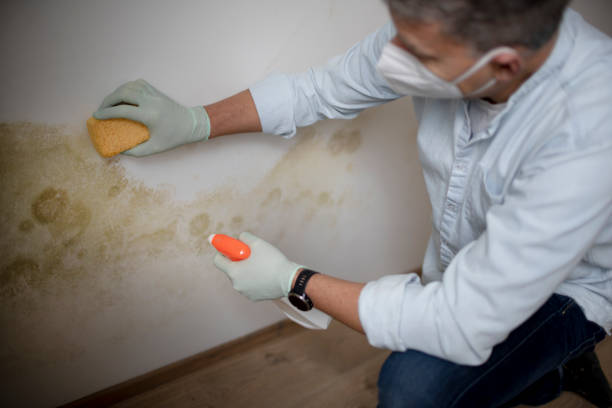 Best Best Mold Removal Companies  in Sutherlin, OR