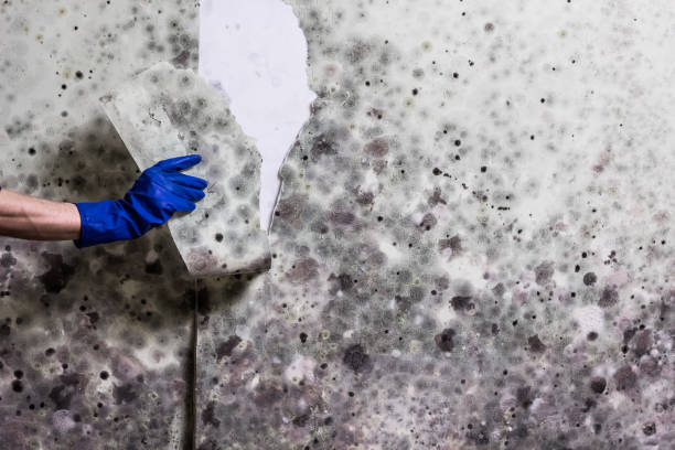 Best Commercial Mold Removal  in Sutherlin, OR