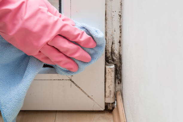 Trusted Sutherlin, OR Mold Removal Experts