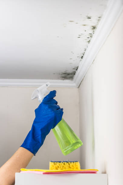 Best Home Mold Removal  in Sutherlin, OR