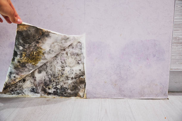 Best Certified Mold Removal  in Sutherlin, OR